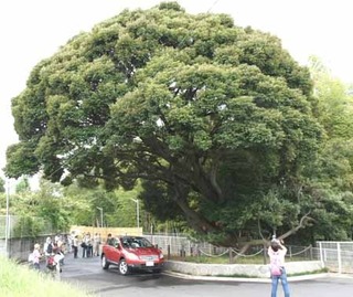 「ターザンの木」と呼ばれるスダジイの大木の写真